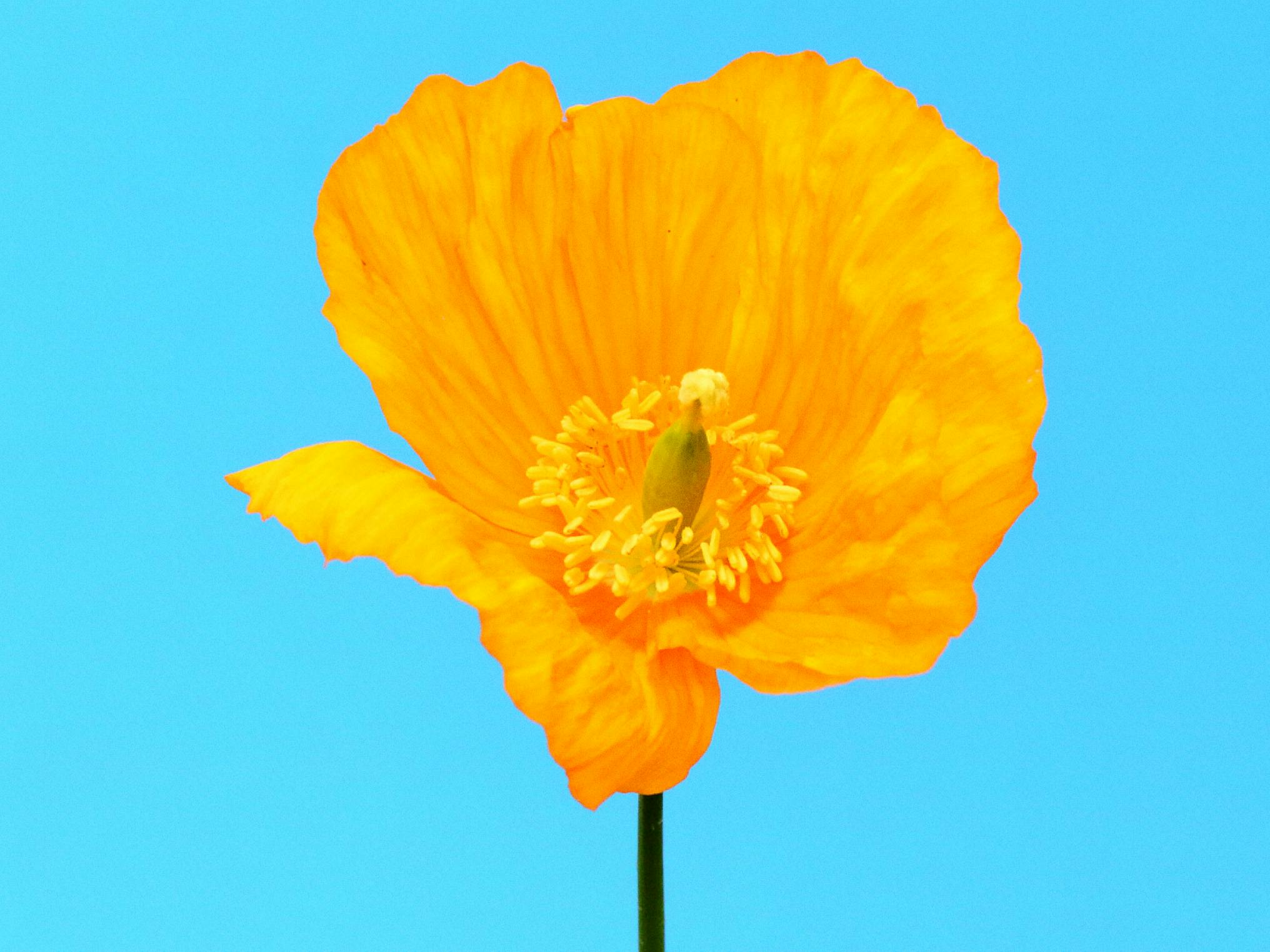 Welsh Poppy Flower