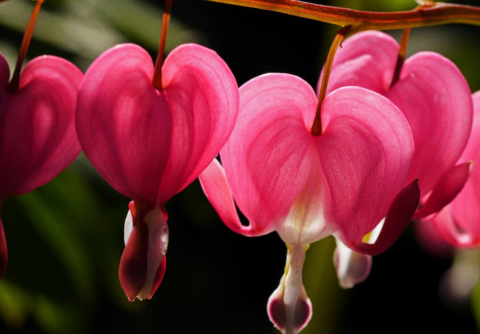 Pink Bleeding Heart Flowers